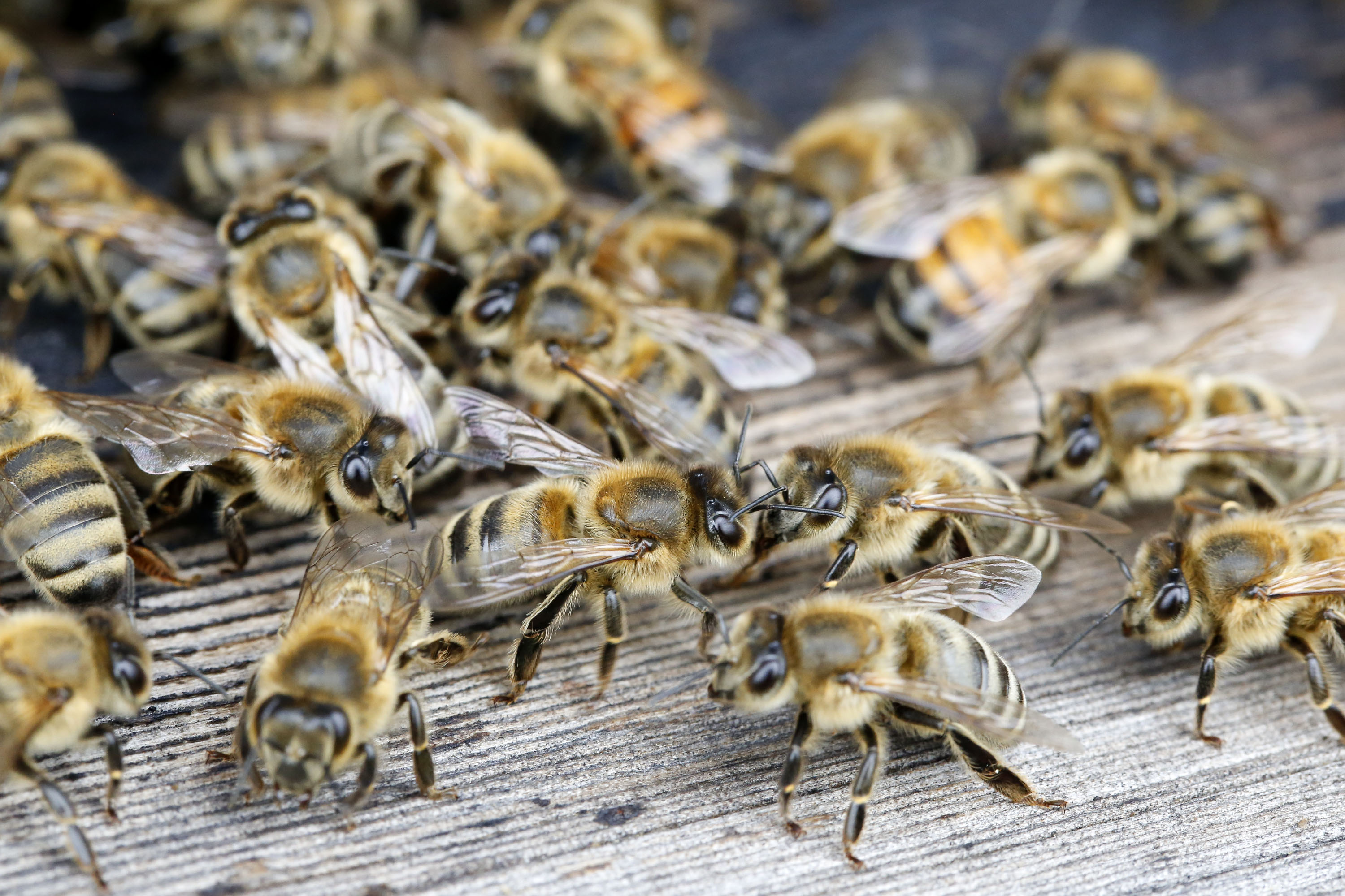 Titleimage: Institute of Bee Health