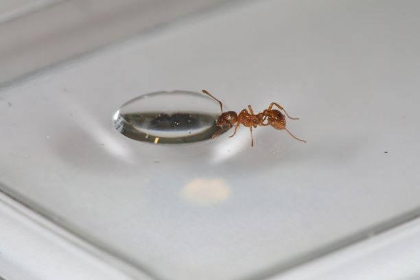 Ant