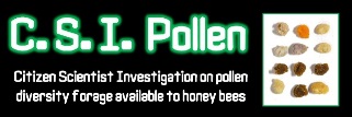 Pollenbild