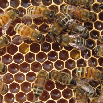 Bienenwaben
