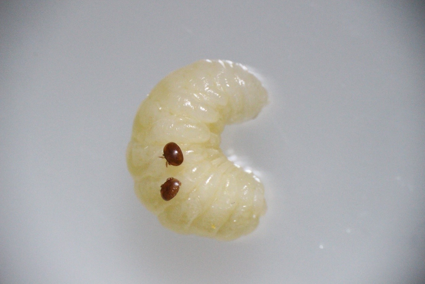 varroa